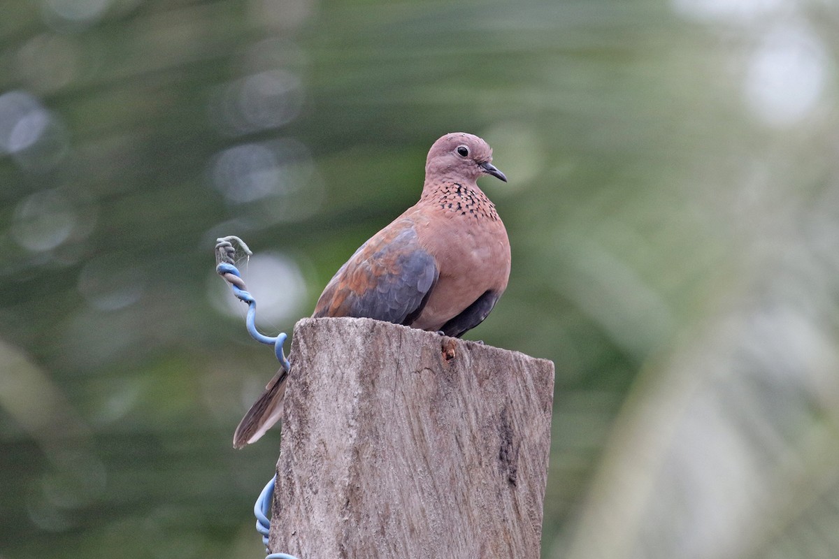 Laughing Dove - ML444318071