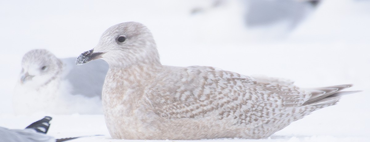 Iceland Gull (kumlieni) - Steven Mlodinow