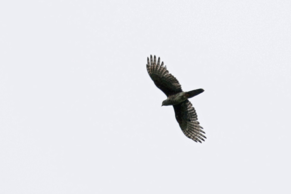 African Cuckoo-Hawk - Charley Hesse TROPICAL BIRDING