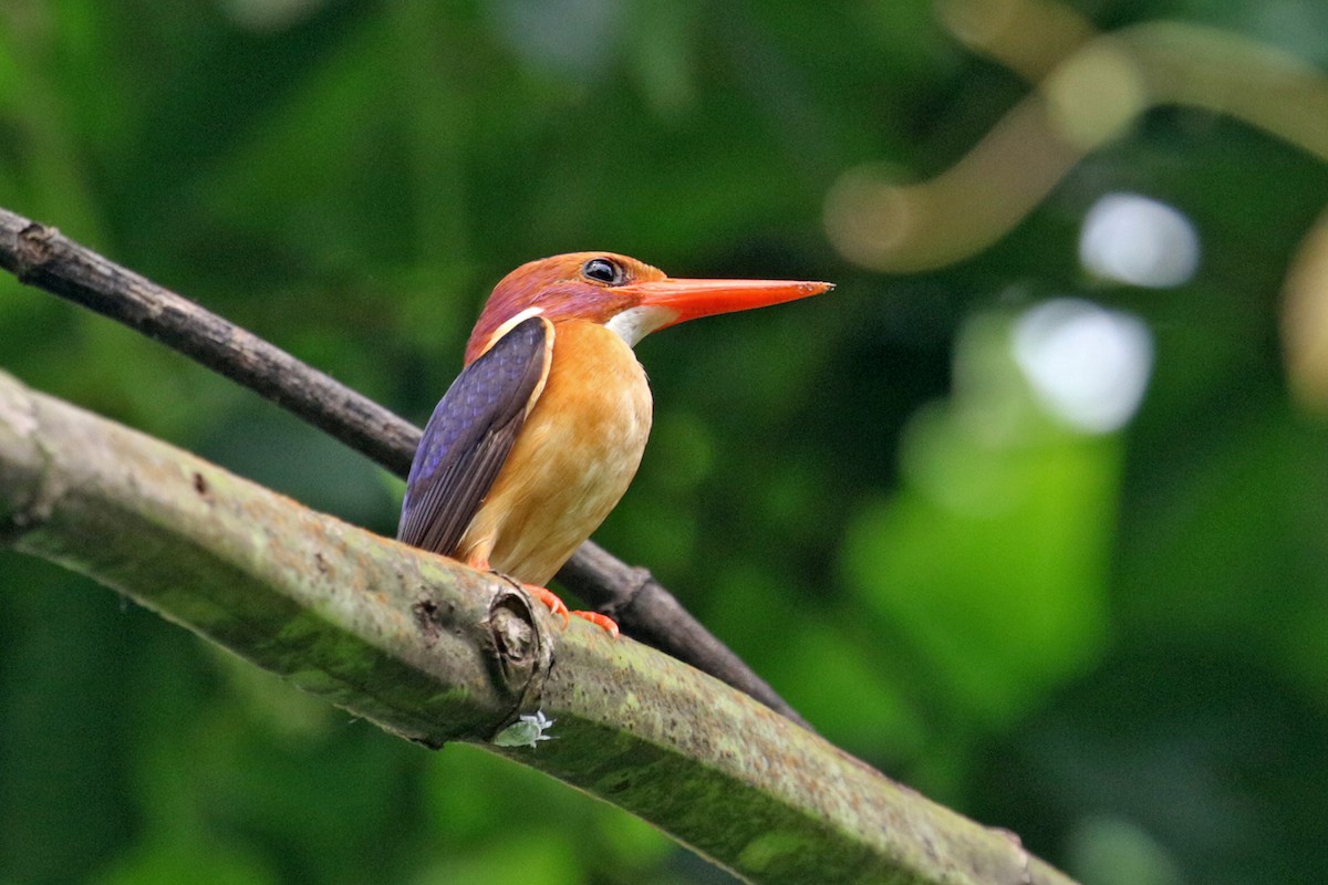 African Pygmy Kingfisher - Charley Hesse TROPICAL BIRDING