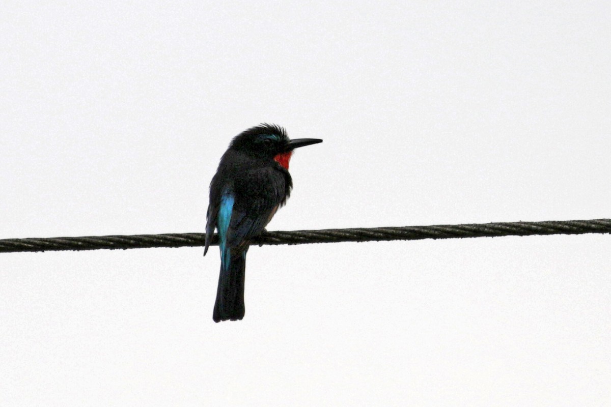 Black Bee-eater - Charley Hesse TROPICAL BIRDING