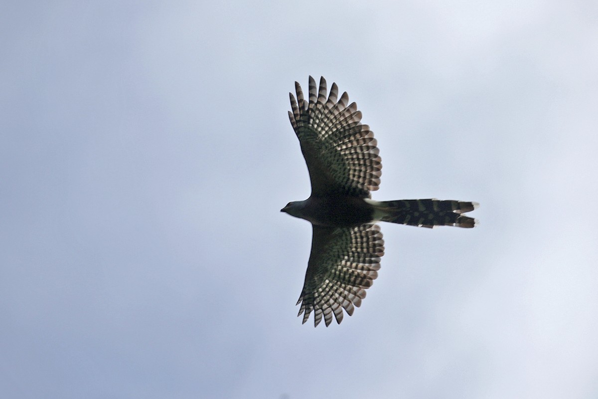 Long-tailed Hawk - ML444321551