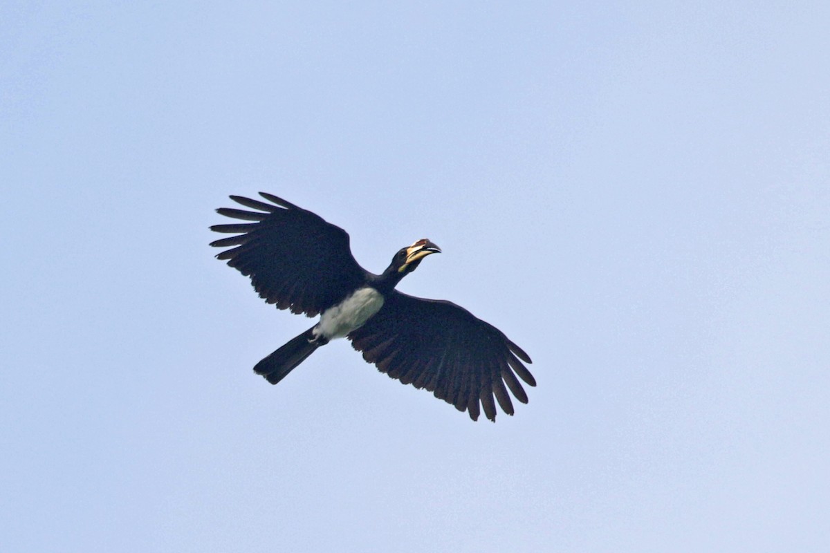 West African Pied Hornbill - Charley Hesse TROPICAL BIRDING