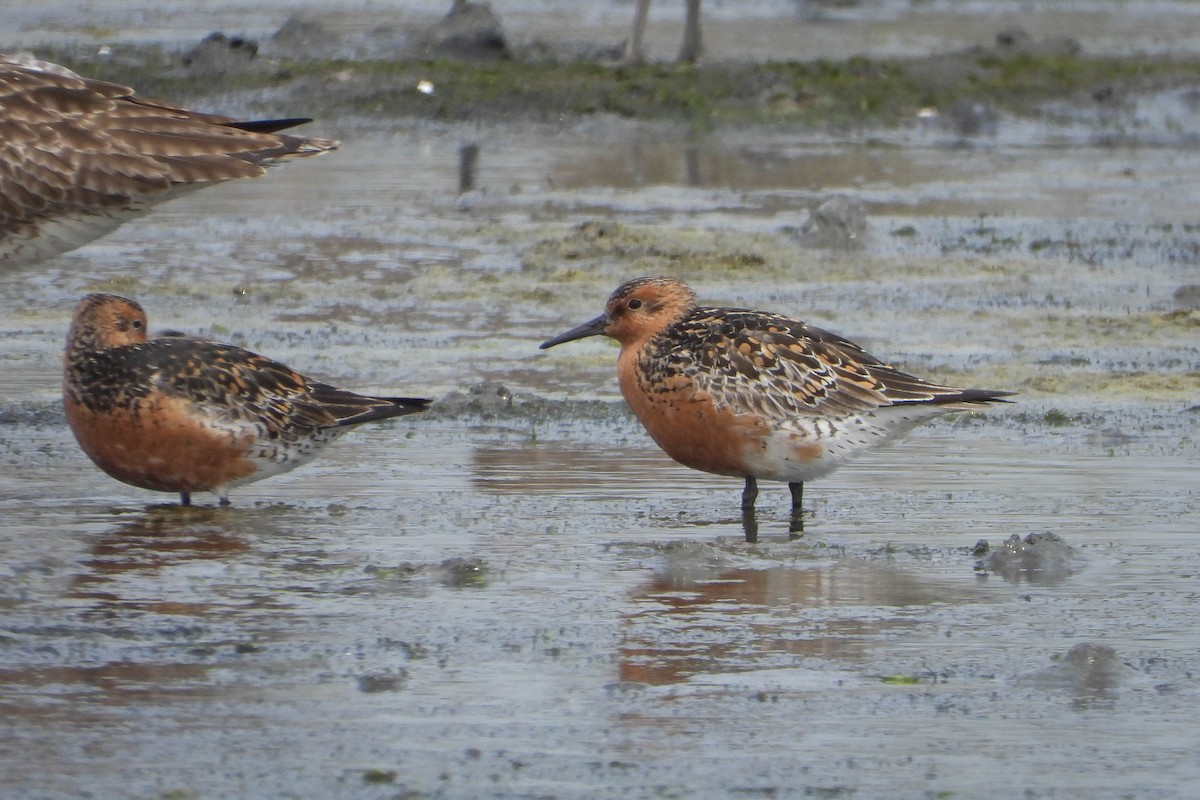 Red Knot - ML444326911