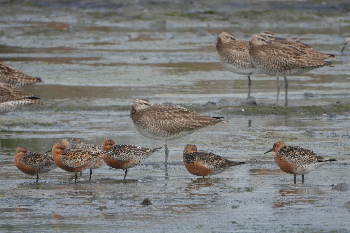 Red Knot - ML444326921