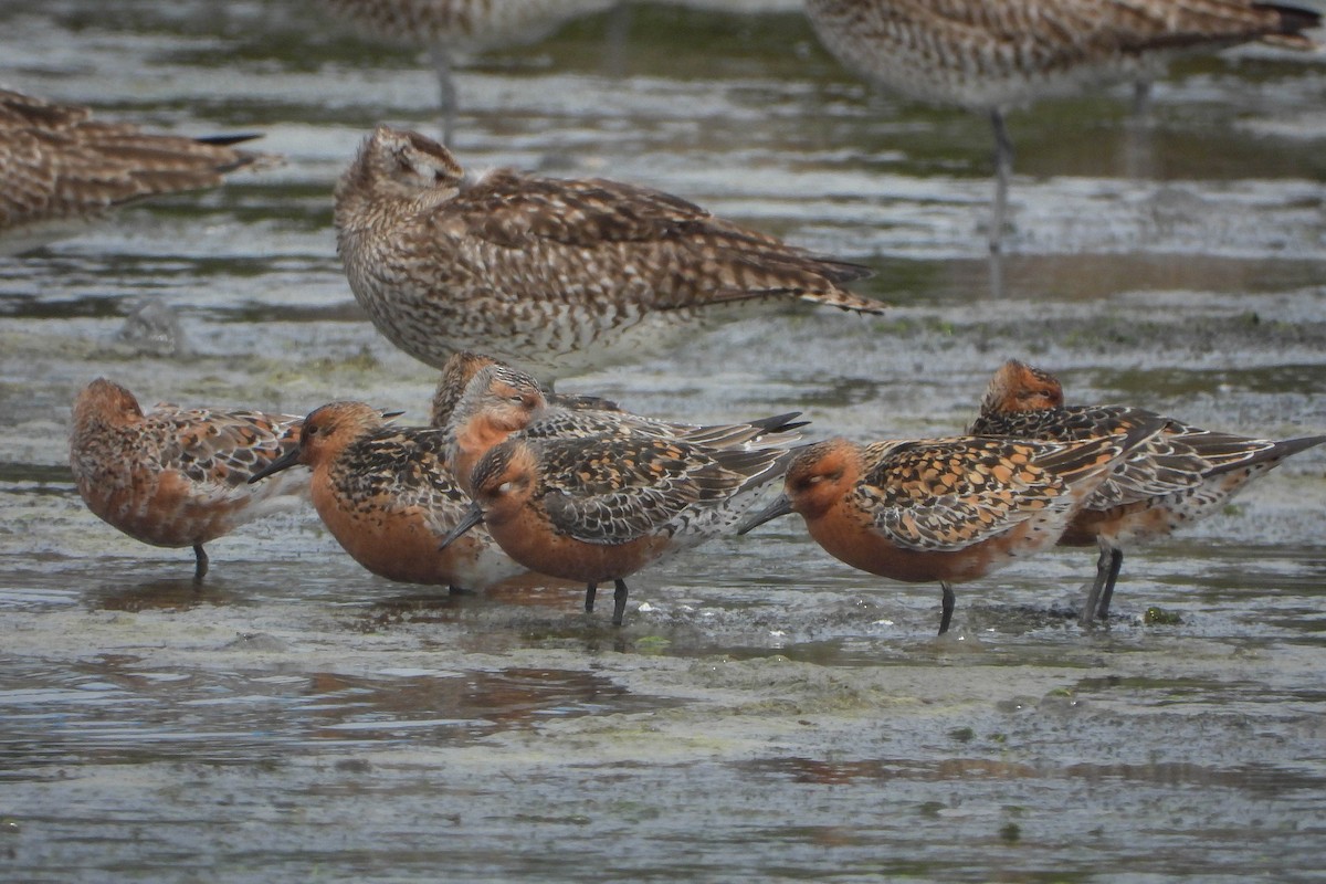 Red Knot - ML444326941