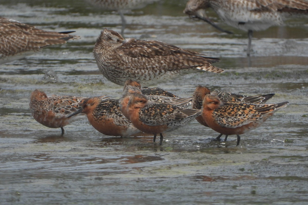 Red Knot - ML444326951