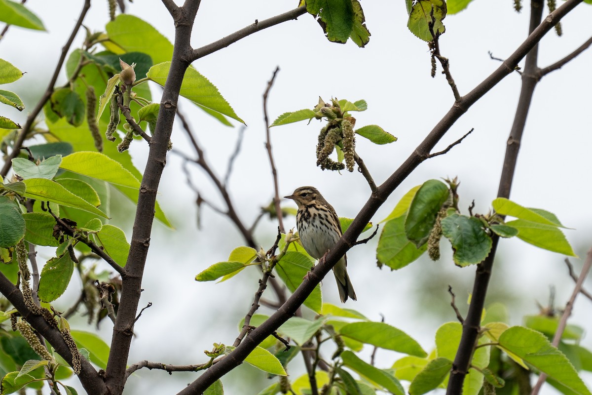 Olive-backed Pipit - 智偉(Chih-Wei) 張(Chang)