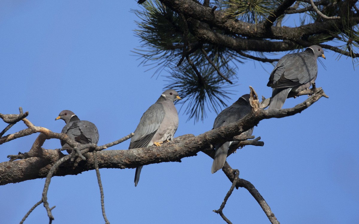 Band-tailed Pigeon - ML444336001
