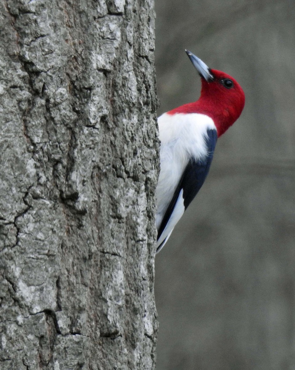 Red-headed Woodpecker - ML444336541