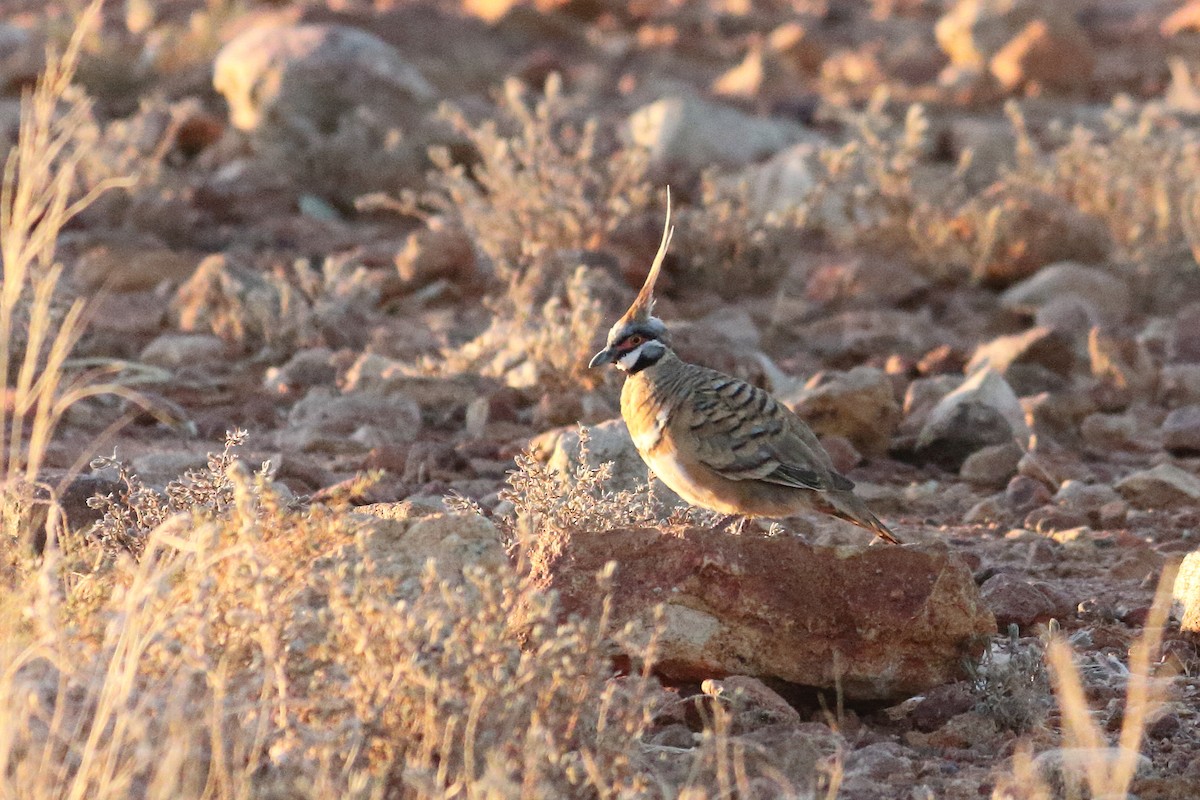 Spinifex Pigeon - Chris A