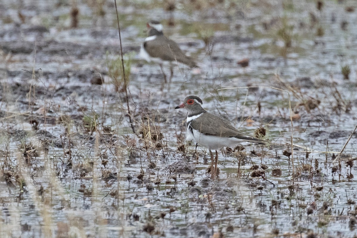 Forbes's Plover - ML444338621