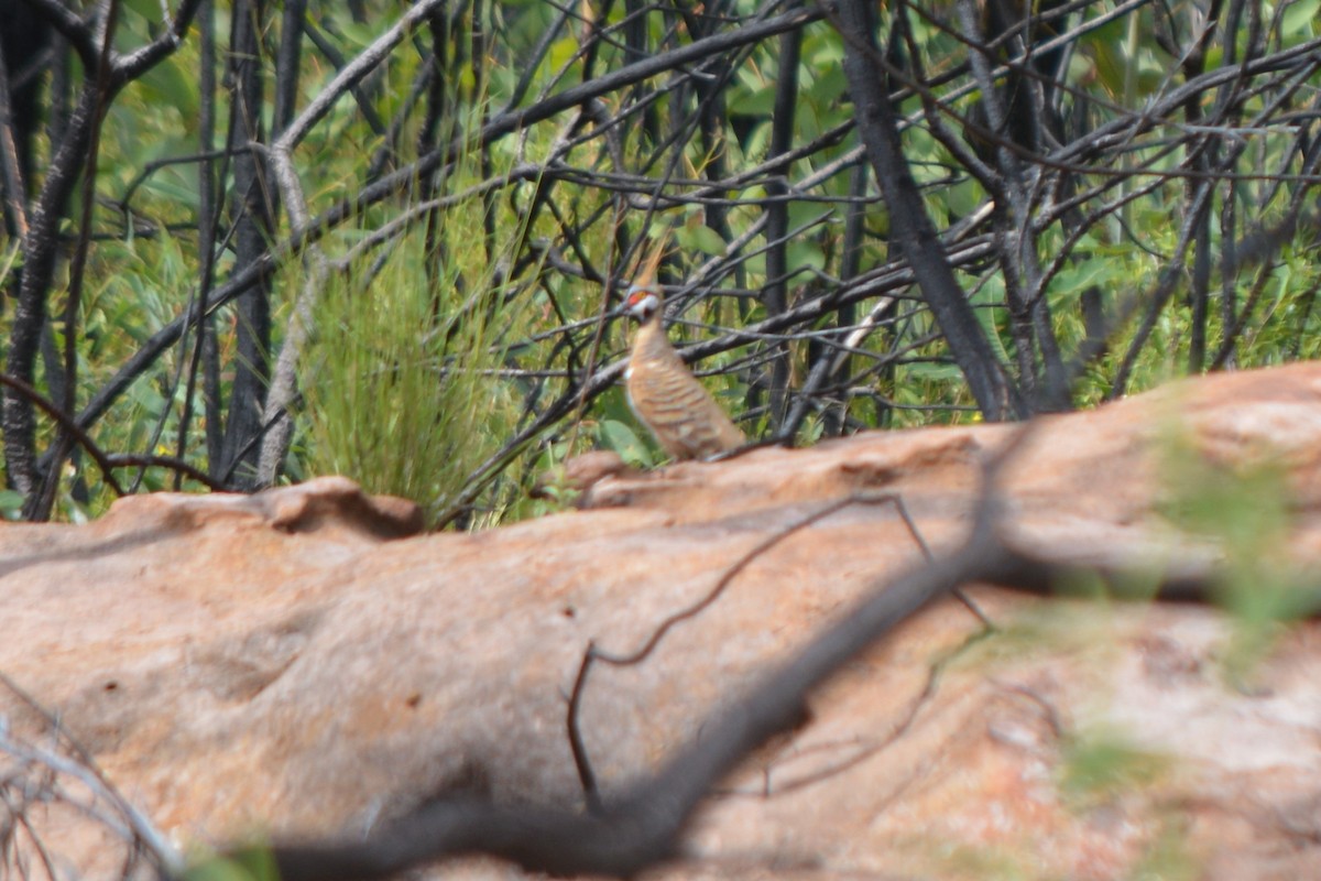 Spinifex Pigeon - ML444338751