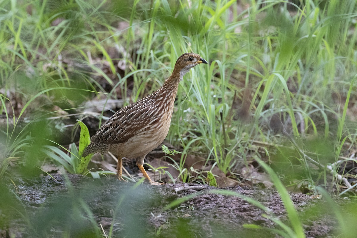 White-throated Francolin - ML444340321