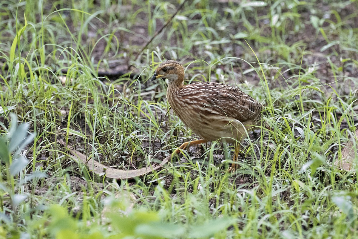 White-throated Francolin - ML444340331