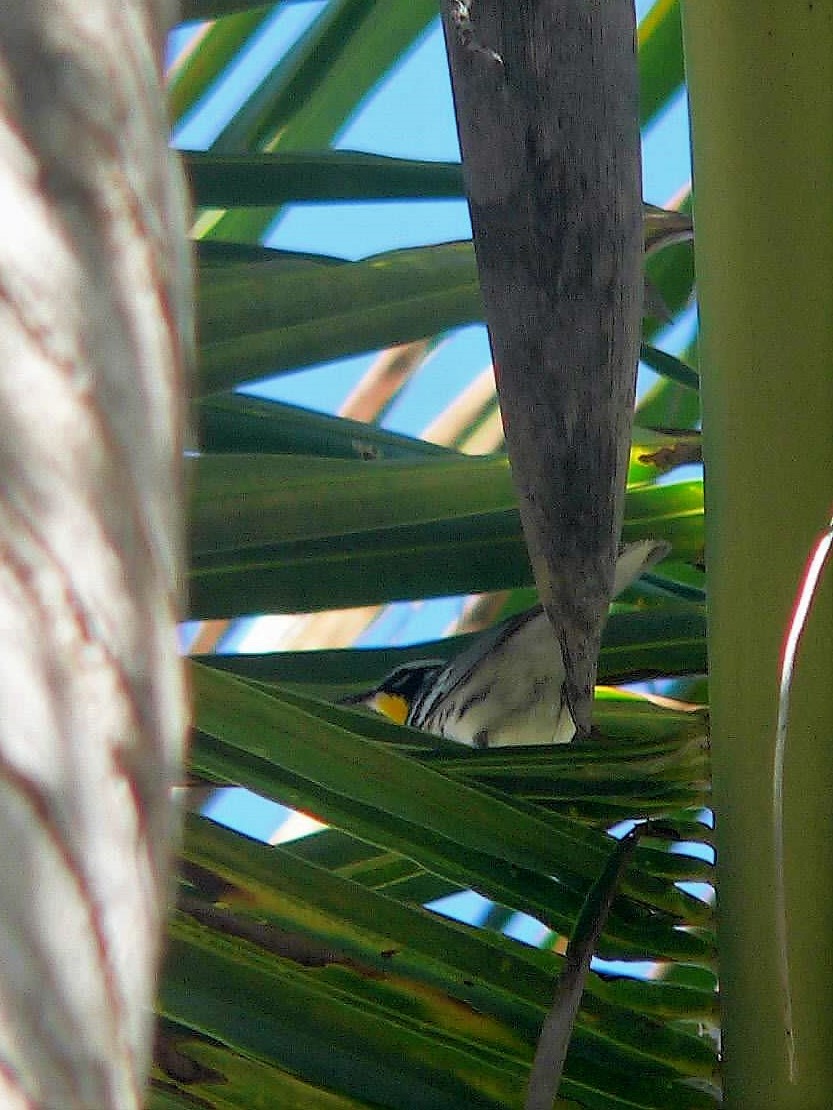 Yellow-throated Warbler - ML444341611