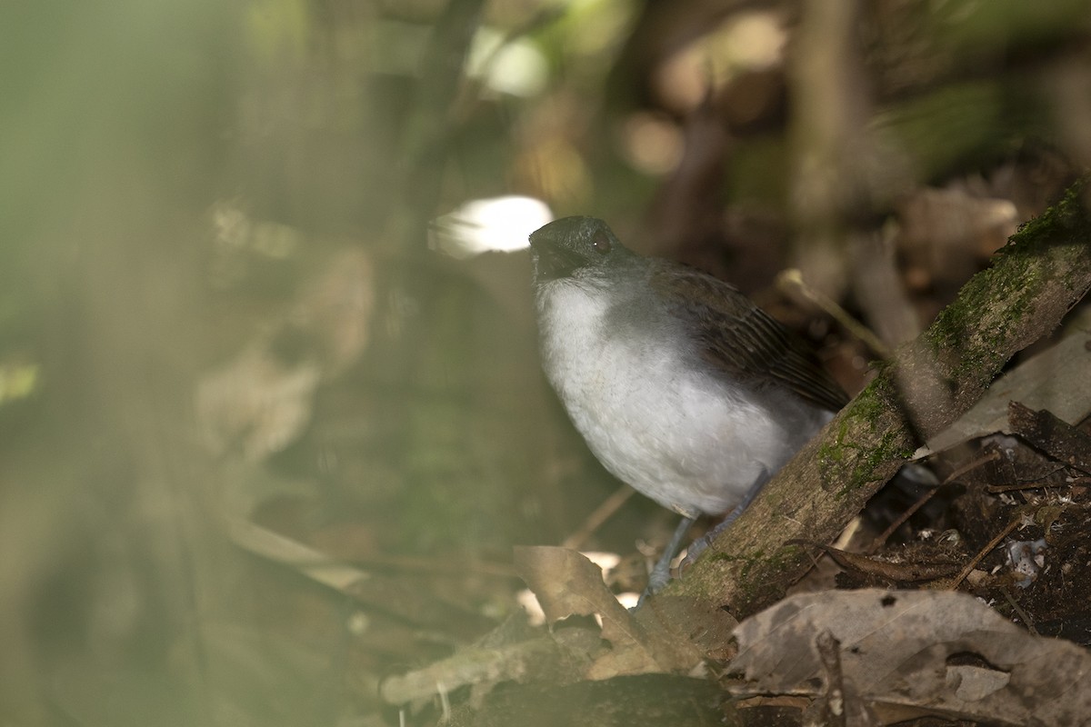 White-tailed Alethe - Charley Hesse TROPICAL BIRDING