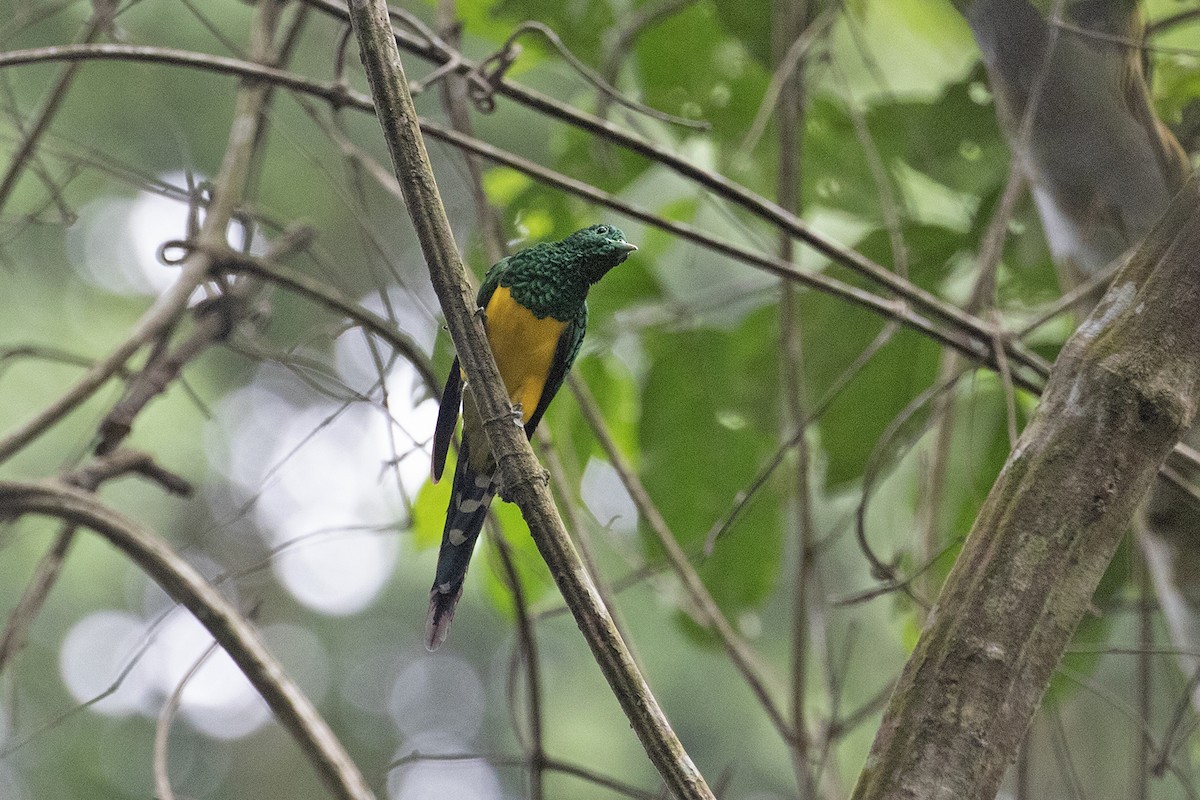 African Emerald Cuckoo - Charley Hesse TROPICAL BIRDING