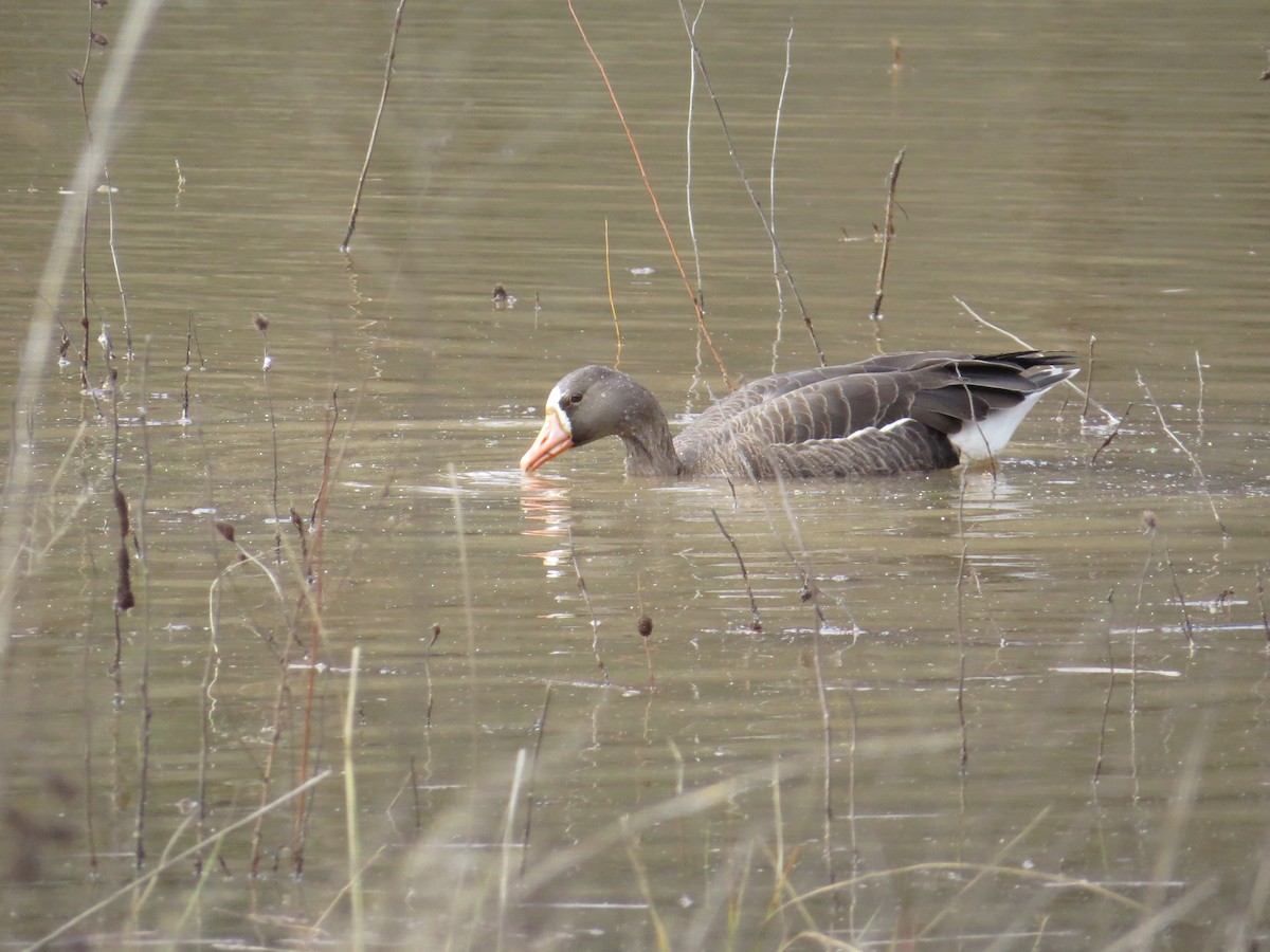 Greater White-fronted Goose - Mary Kimberly