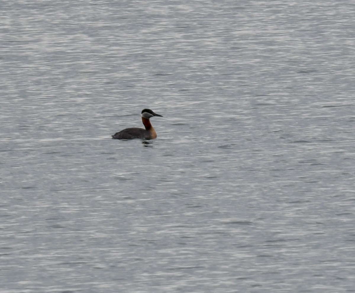 Red-necked Grebe - ML444348811
