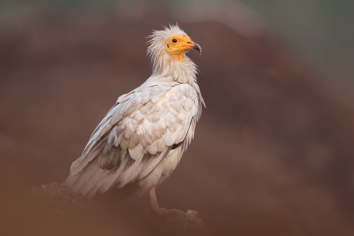 Egyptian Vulture - Saswat Mishra