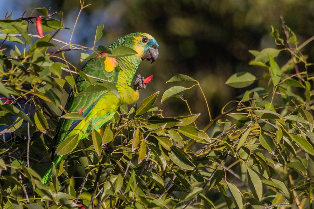 Turquoise-fronted Parrot - ML444355661