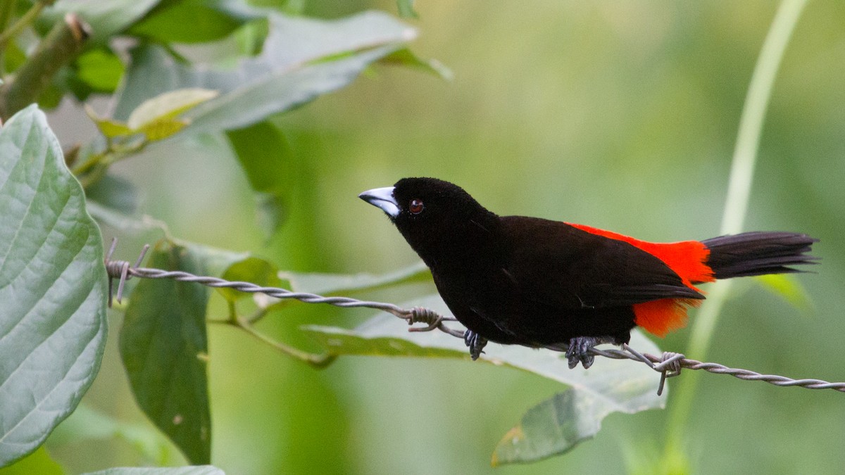 Scarlet-rumped Tanager - ML444357311