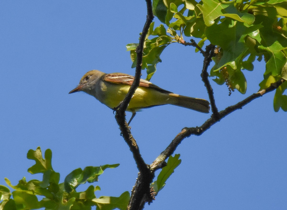Great Crested Flycatcher - ML444360891
