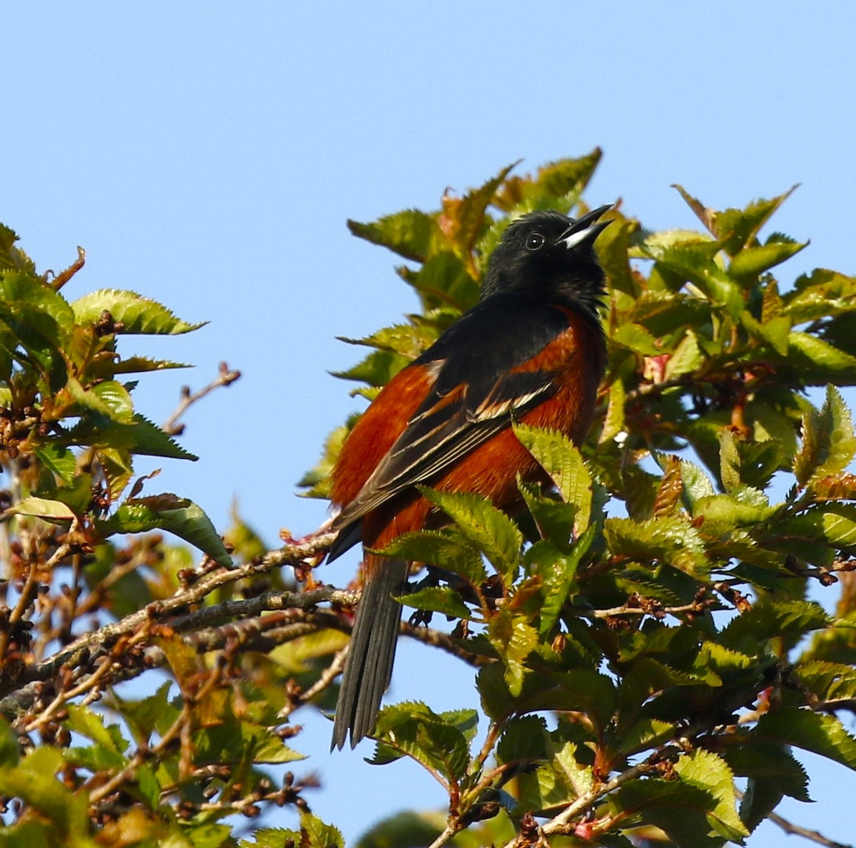 Orchard Oriole - ML444365521