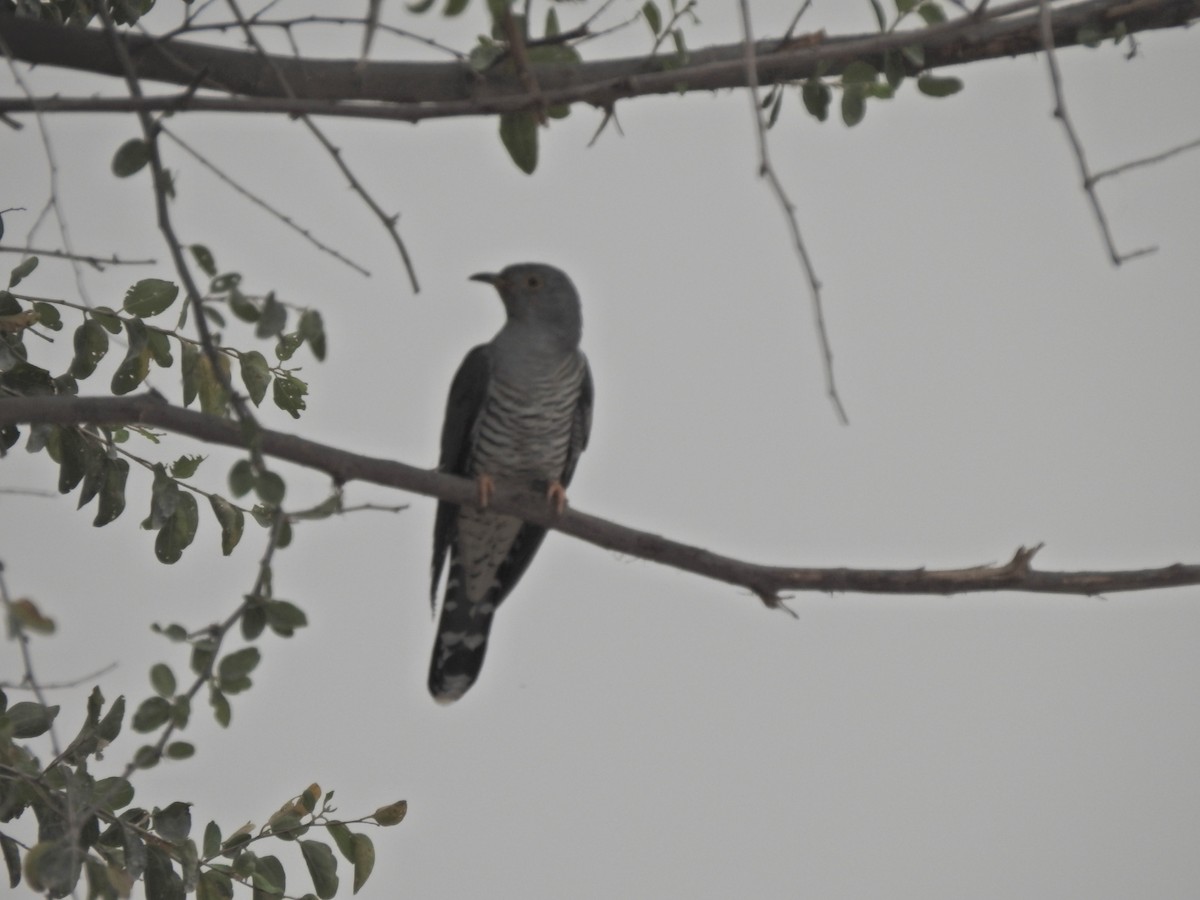 Common Cuckoo - ML444368601