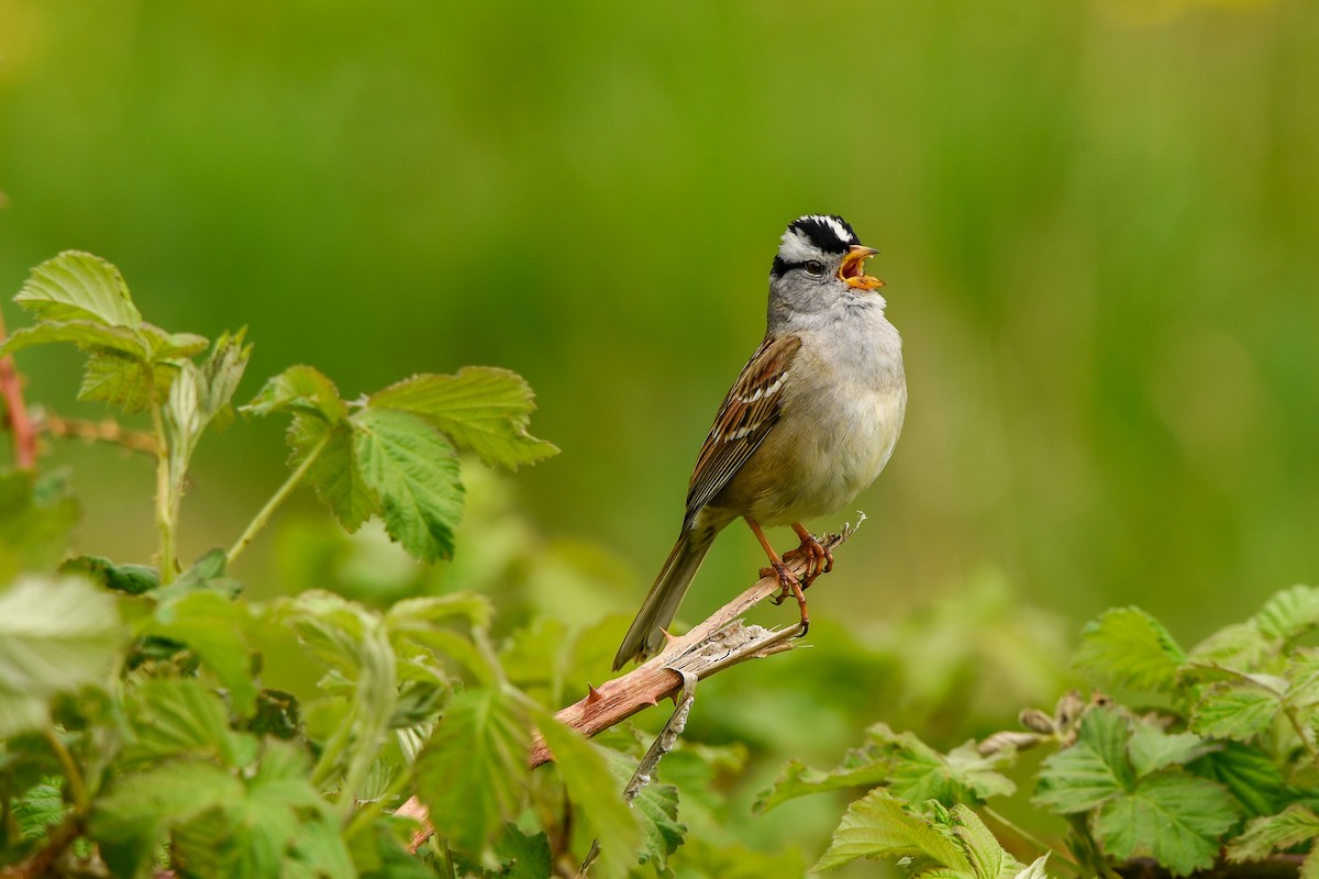 White-crowned Sparrow - ML444369251