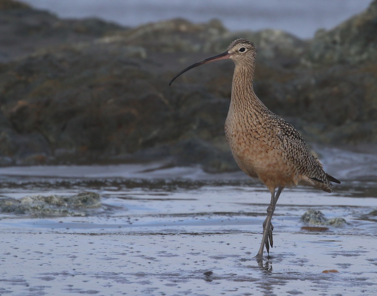Long-billed Curlew - ML44437061