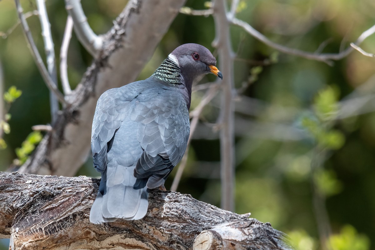 Band-tailed Pigeon - Forrest English