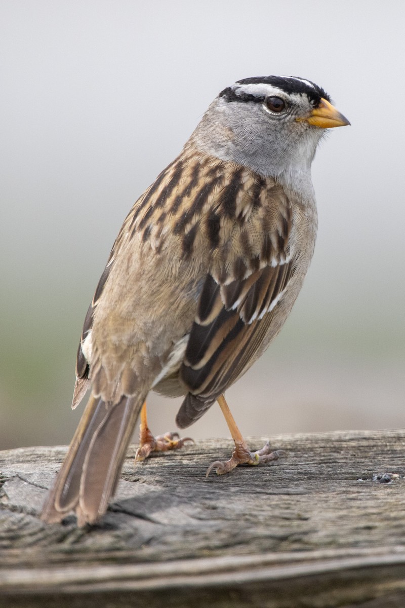 White-crowned Sparrow - ML444375041