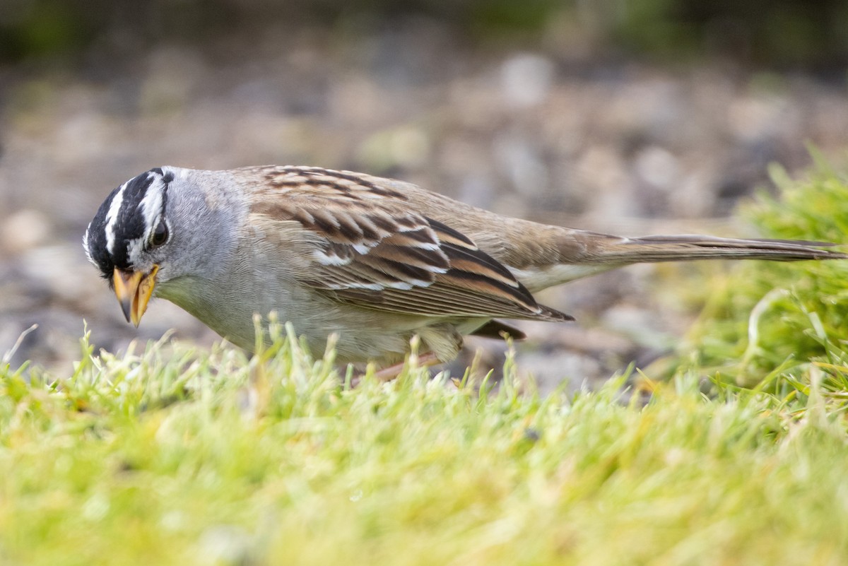 White-crowned Sparrow - ML444375101