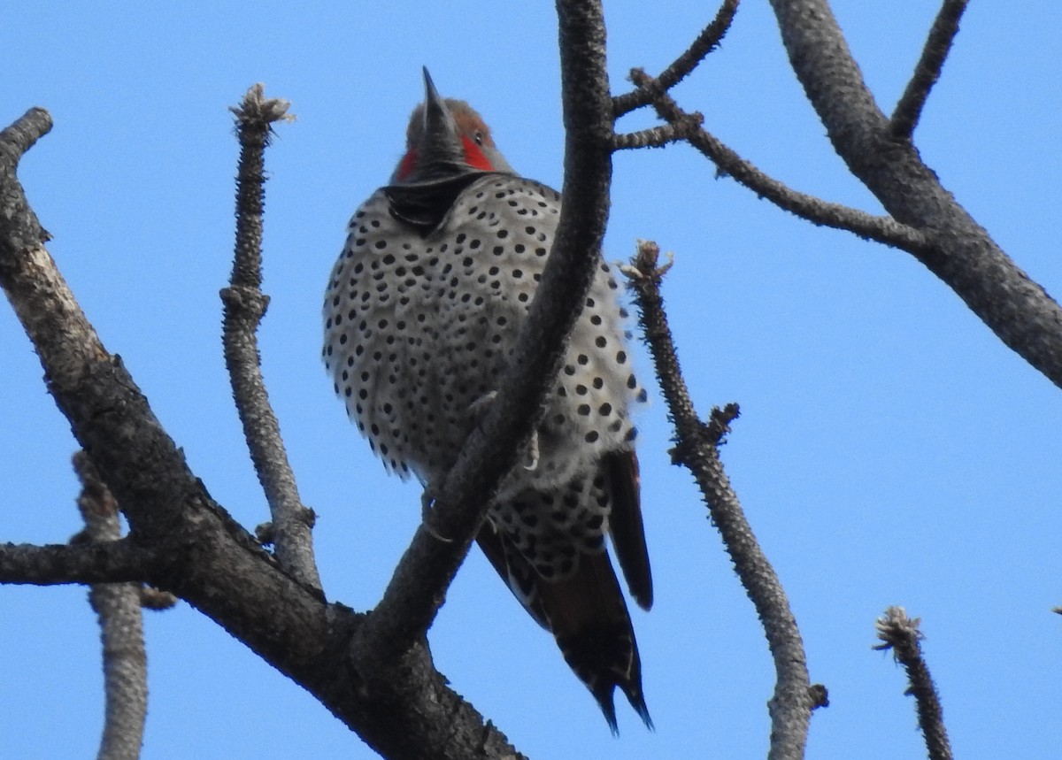 Northern Flicker (Red-shafted) - ML44437601