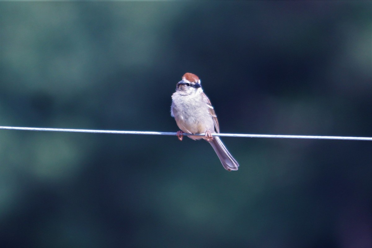 Chipping Sparrow - ML444379421