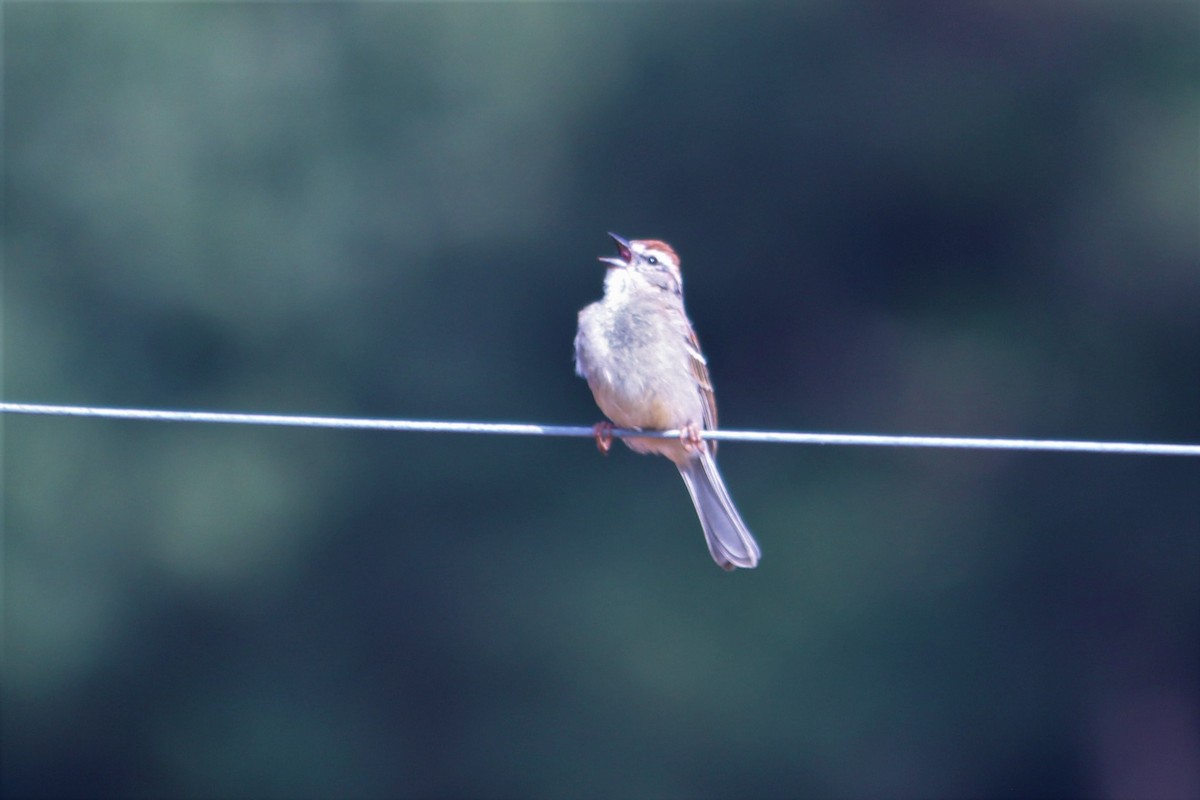 Chipping Sparrow - ML444379431