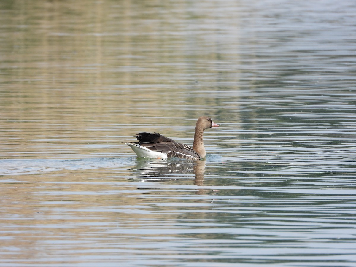 Greater White-fronted Goose - ML444381171