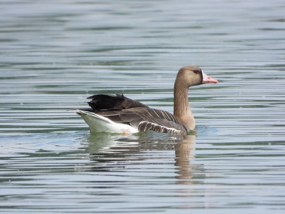 Greater White-fronted Goose - ML444381181