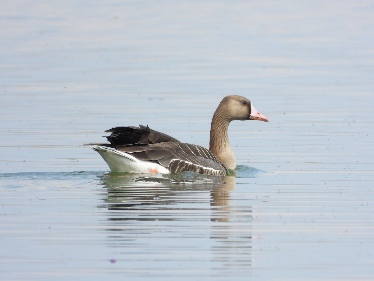 Greater White-fronted Goose - ML444381191