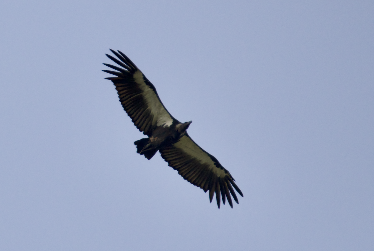 White-rumped Vulture - Suren Akkaraju