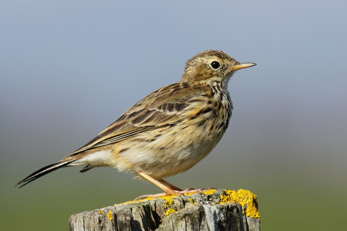Meadow Pipit - ML44439741