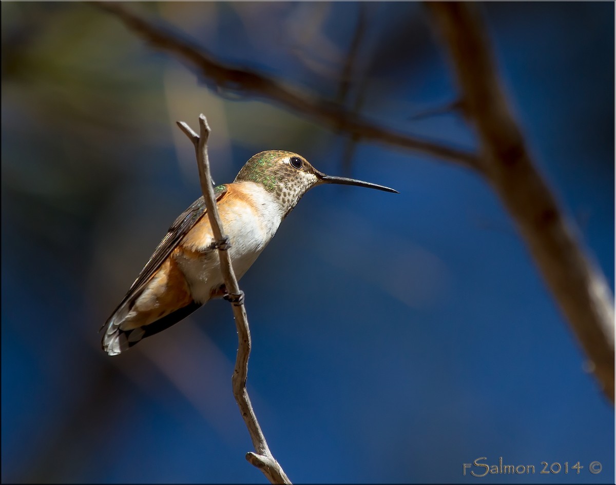 Rufous Hummingbird - Frank Salmon