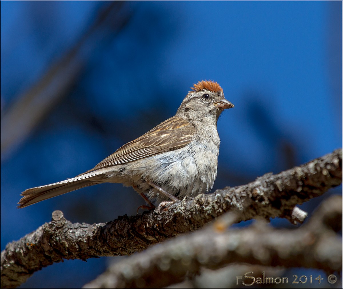 Chipping Sparrow - Frank Salmon