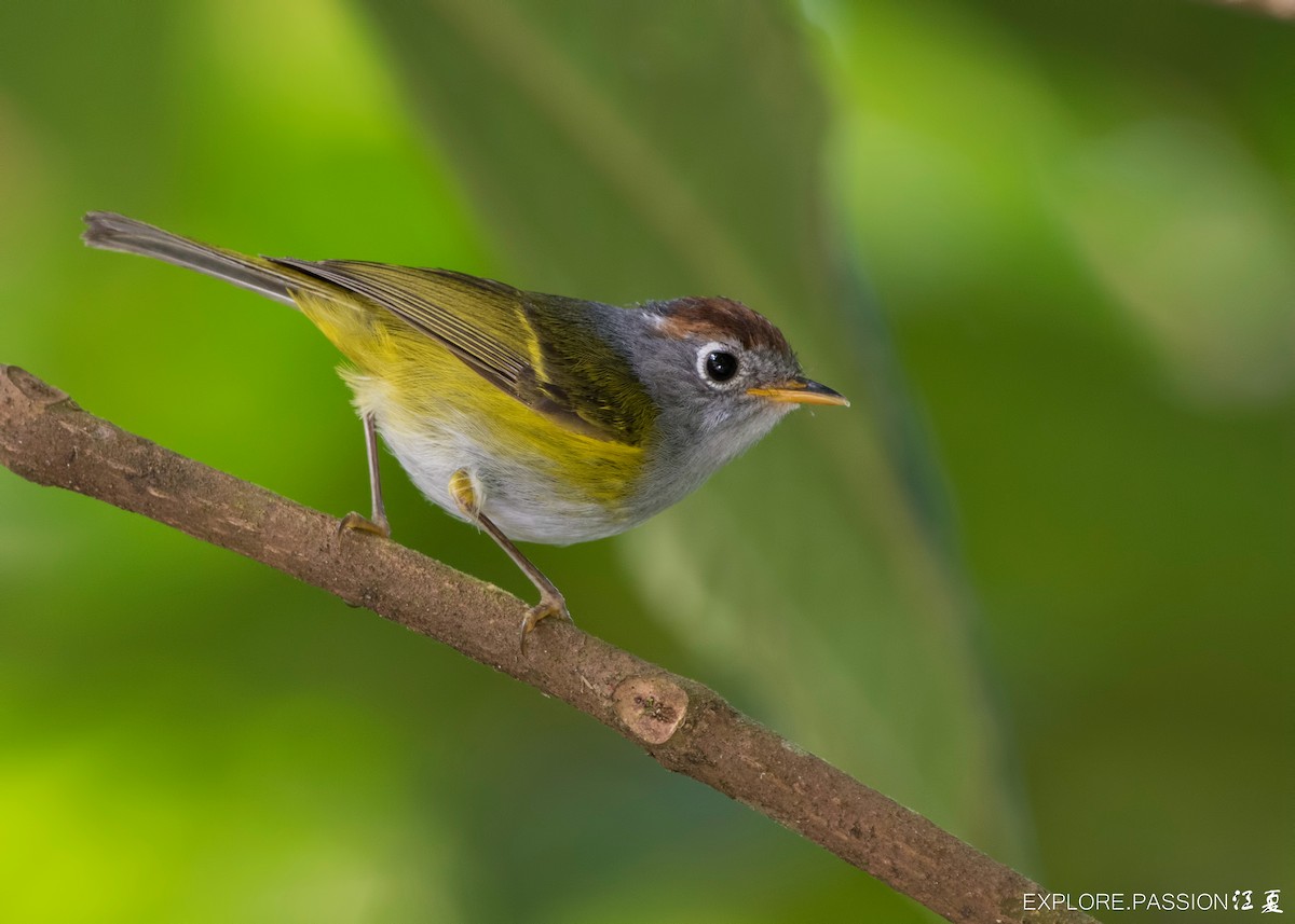 Chestnut-crowned Warbler - Wai Loon Wong