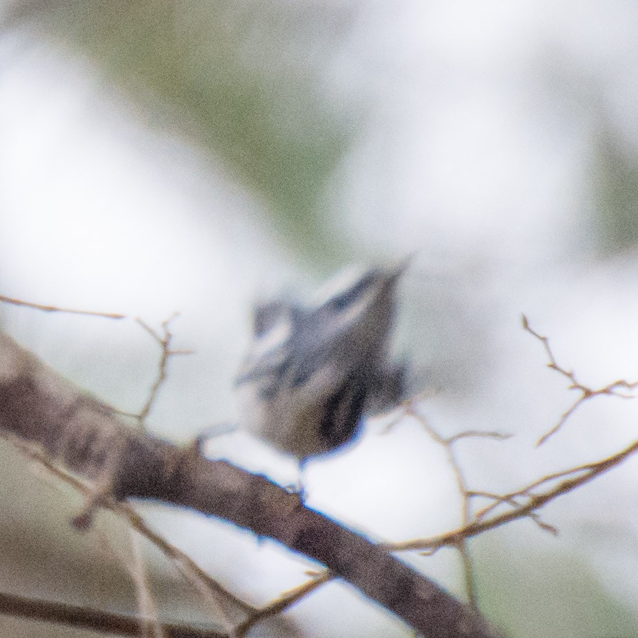 Black-and-white Warbler - Roger Shaw