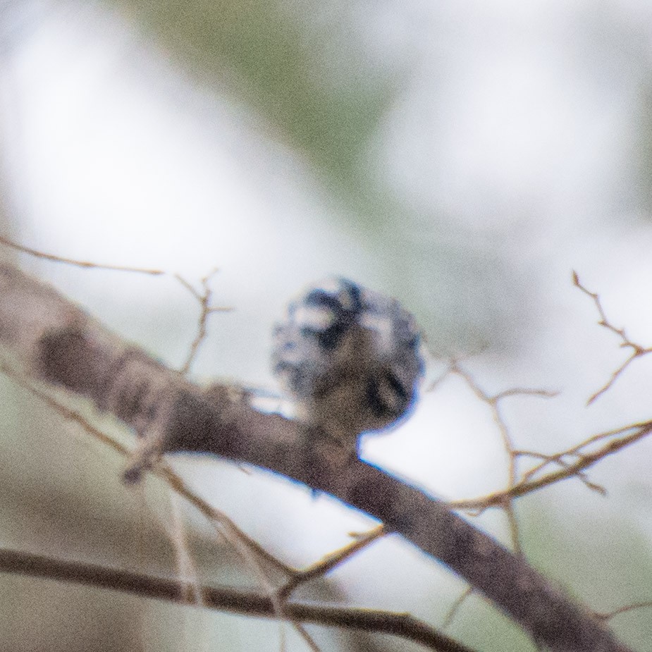 Black-and-white Warbler - ML44441891