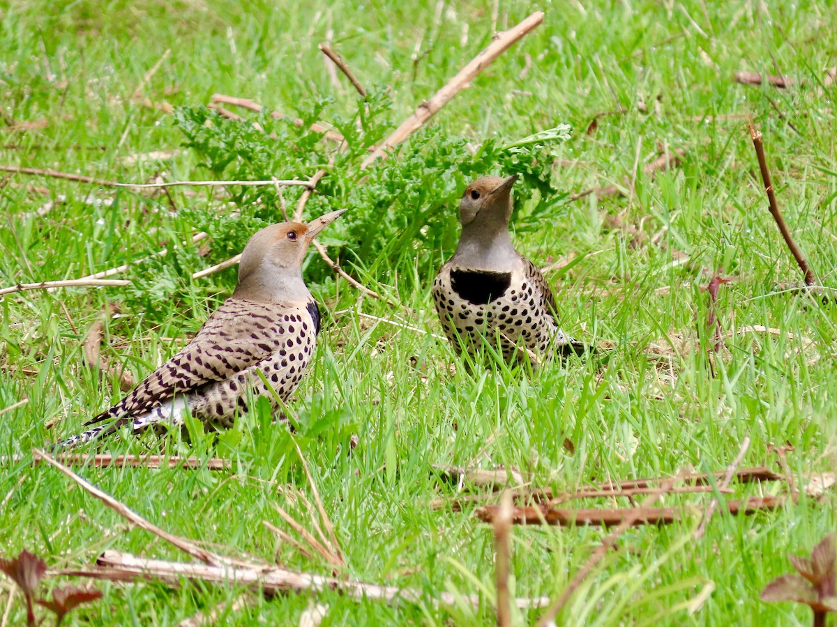 Northern Flicker (Red-shafted) - ML444423771