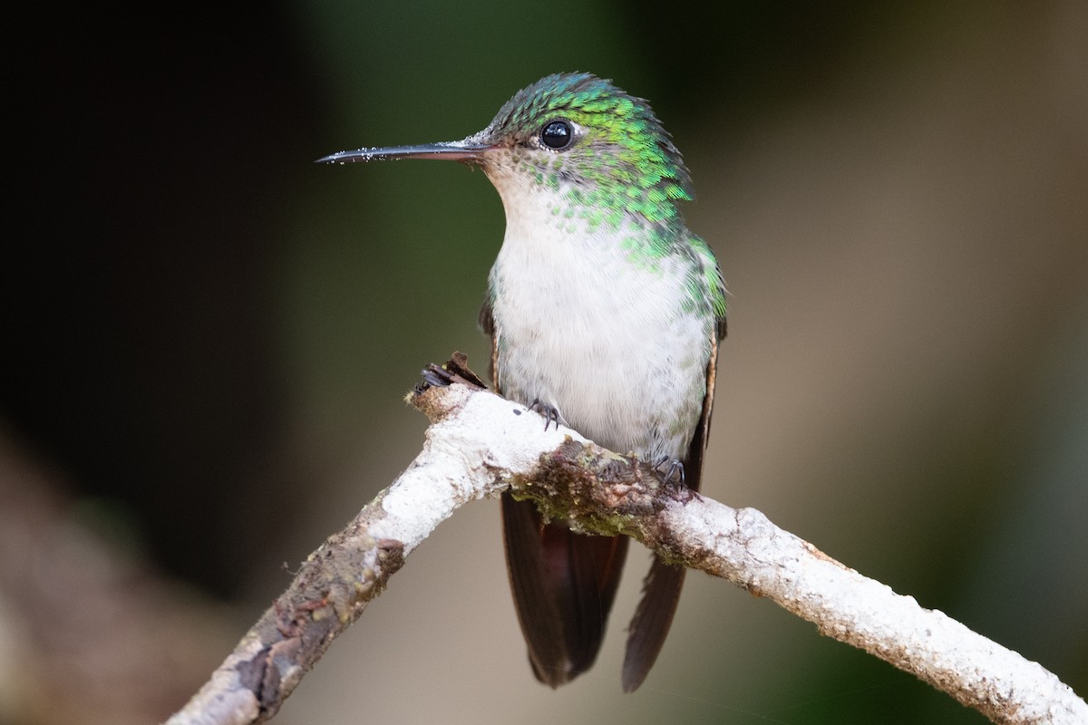 Violet-capped Hummingbird - John C. Mittermeier